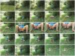 Shitting in Nature (Ana Didovic)  [SD] Defecation